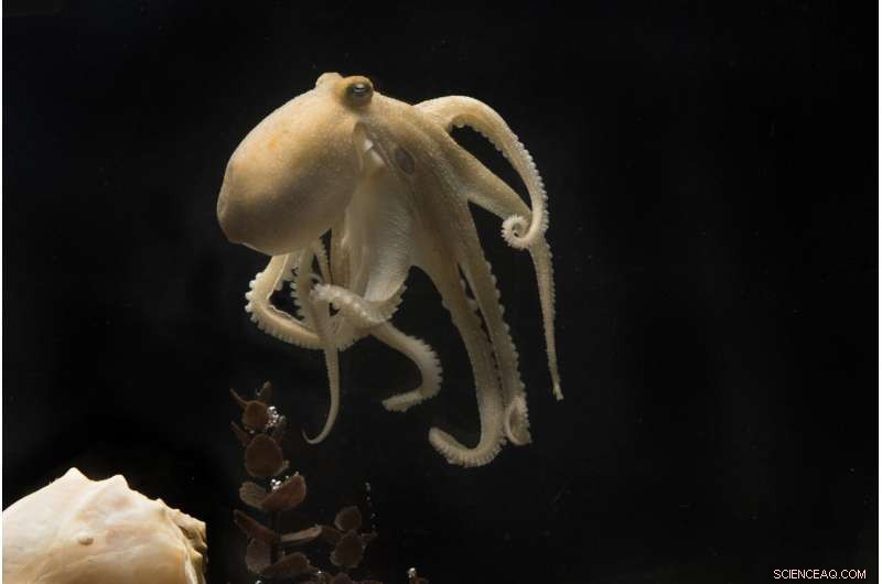 Octopus Reproductive Cycle: Why Mothers Sacrifice Themselves
