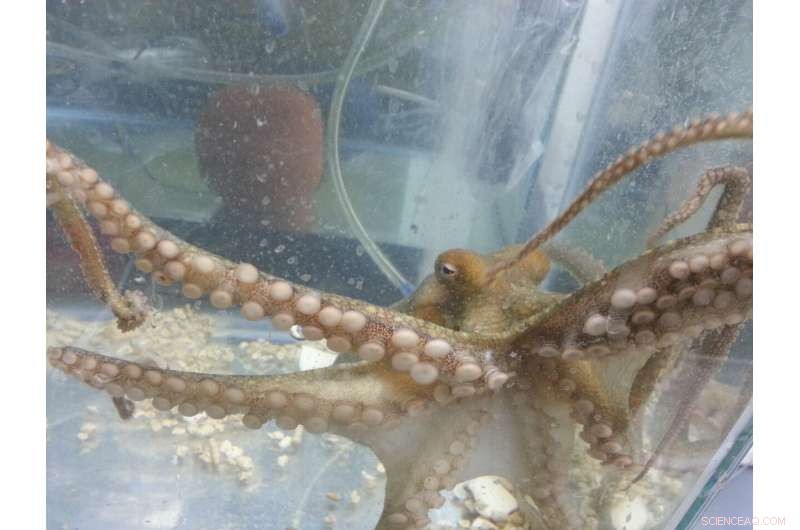 Octopus Reproductive Cycle: Why Mothers Sacrifice Themselves