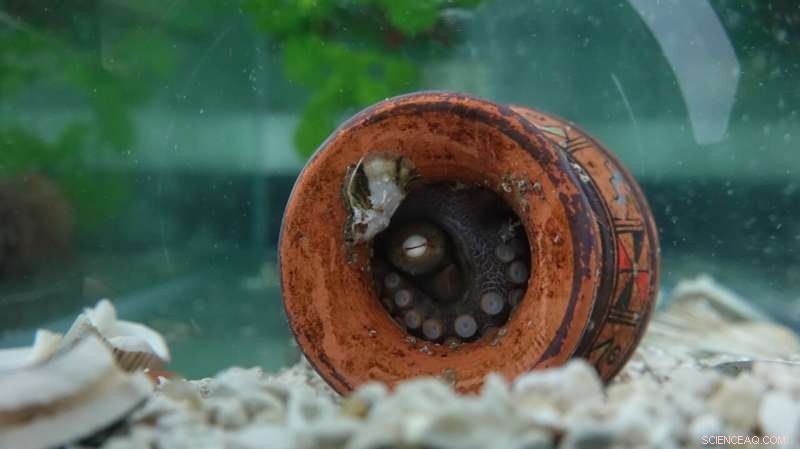 Octopus Reproductive Cycle: Why Mothers Sacrifice Themselves