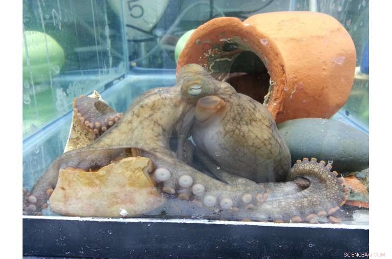 Octopus Reproductive Cycle: Why Mothers Sacrifice Themselves