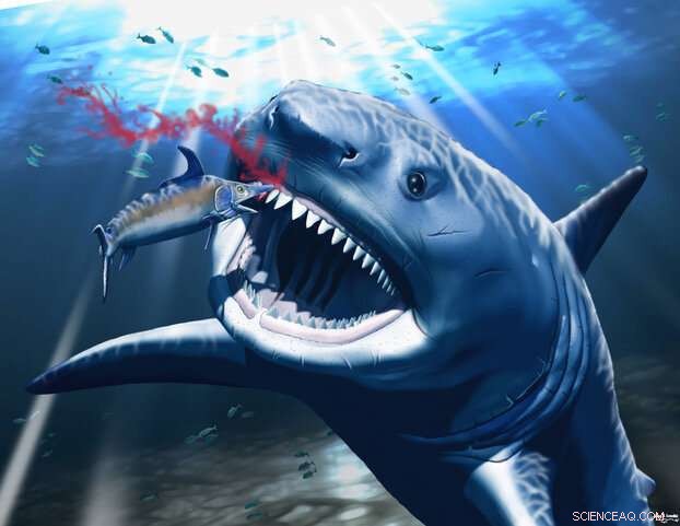 Megalodon Toothache: Unraveling the Mystery of a Giant Shark s Dental Issue