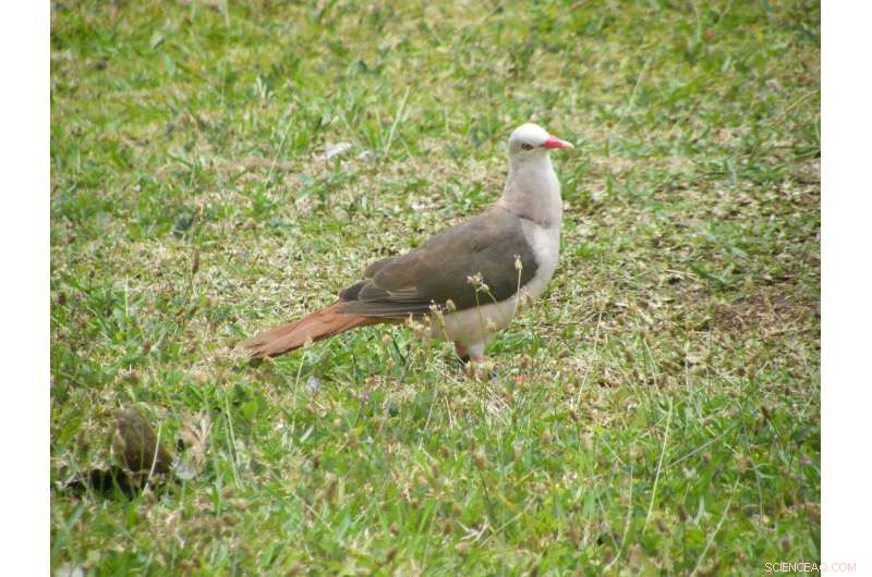 Pink Pigeon Conservation: Genetic Health Crucial for Long-Term Survival