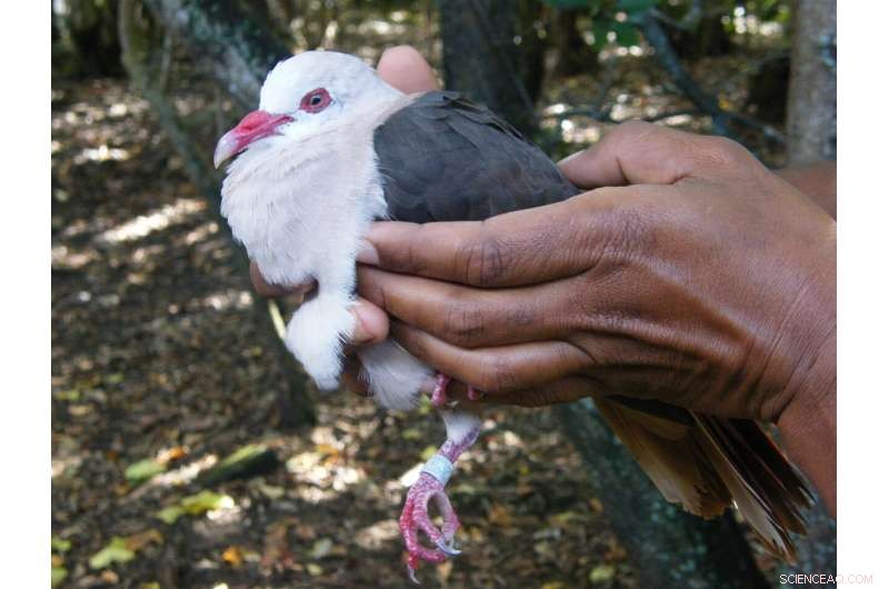 Pink Pigeon Conservation: Genetic Health Crucial for Long-Term Survival