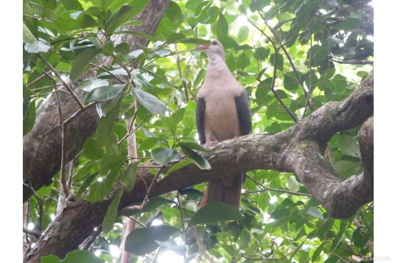 Pink Pigeon Conservation: Genetic Health Crucial for Long-Term Survival