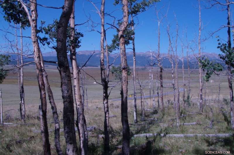 Climate Change & Tree Mortality: Understanding the Risks