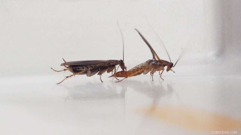 How Sugar Aversion Impacts Cockroach Mating Behavior