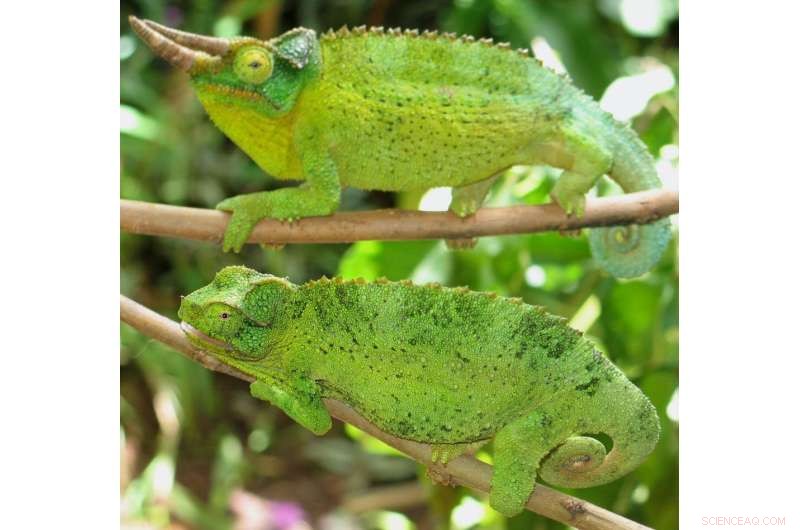 Chameleon Color Change: Survival, Fitness, and Predator Absence