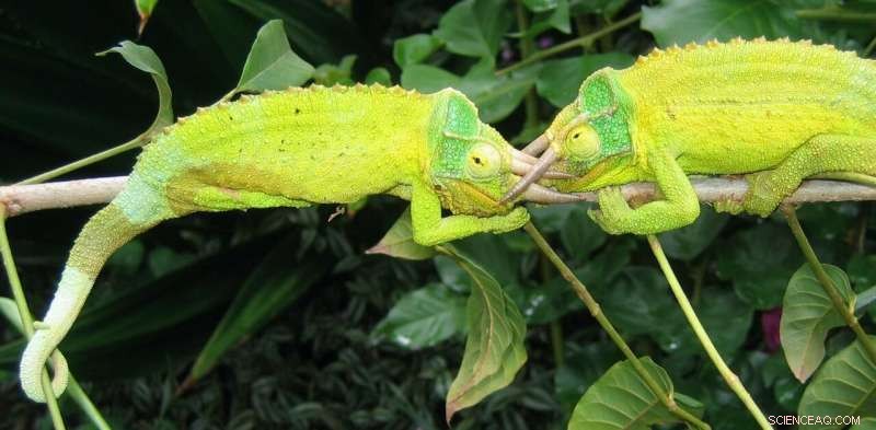 Chameleon Color Change: Survival, Fitness, and Predator Absence