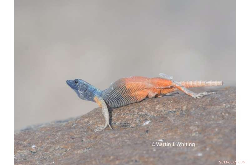 Chameleon Color Change: Survival, Fitness, and Predator Absence