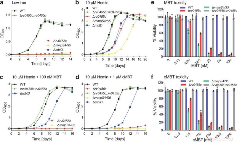 Siderophore Secretion Gene Crucial for *Mycobacterium tuberculosis* Virulence
