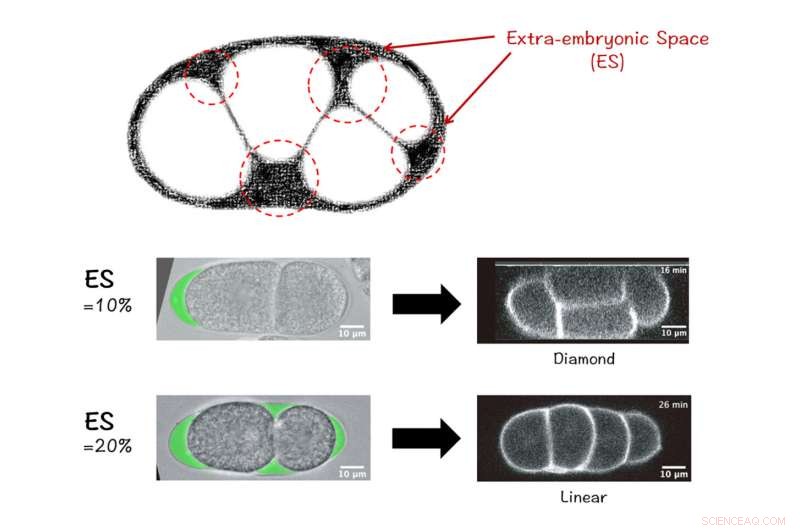 Eggshell Structure Guides Early Embryo Development & Stem Cell Research