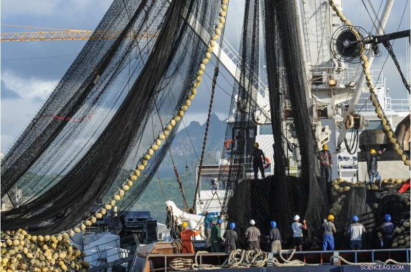 Pinger Trials in Peru: Reducing Dolphin Bycatch, Limited Impact on Whales