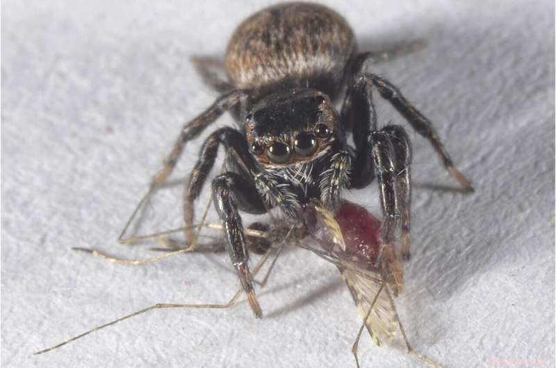 Spider Cognition: Unveiling the Intelligence of These Tiny Predators
