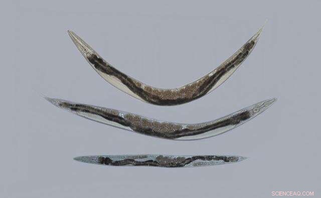 Cellular Metabolism and the Science of Aging: Insights from C. elegans