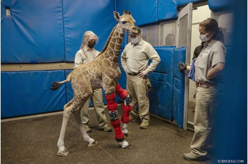 Giraffe Calf with Limb Deformity Successfully Fitted with Braces