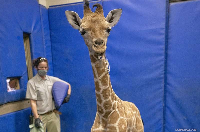 Giraffe Calf with Limb Deformity Successfully Fitted with Braces