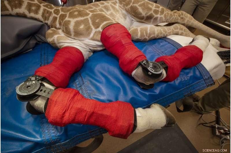 Giraffe Calf with Limb Deformity Successfully Fitted with Braces