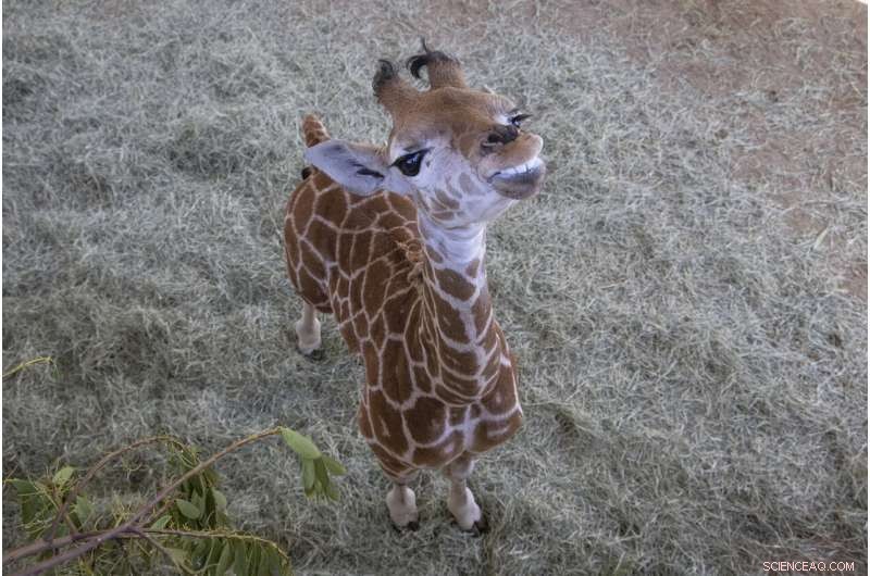 Giraffe Calf with Limb Deformity Successfully Fitted with Braces