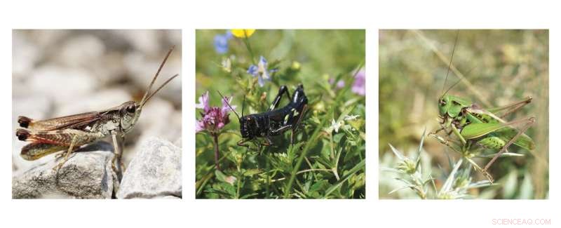 Grasshopper Diet: What Do Grasshoppers Eat?