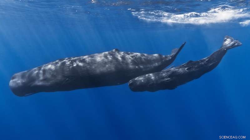 Sperm Whale Deaths in Florida Keys: Investigation Underway