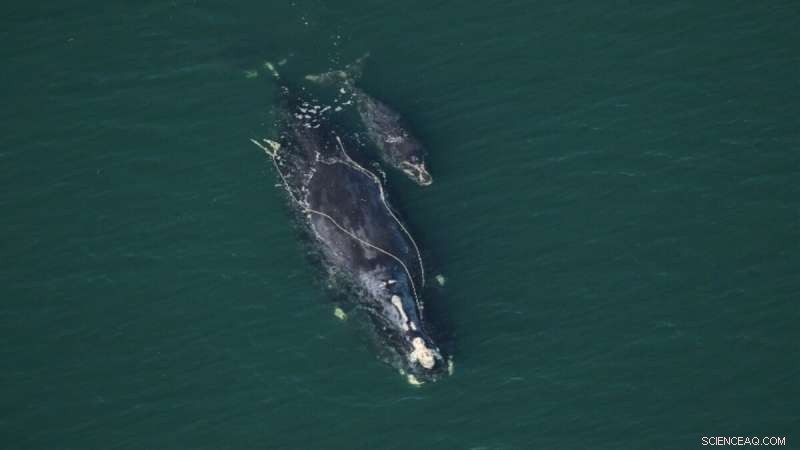 North Atlantic Right Whale Calf Survival Linked to Mother s Size: A Critical Study