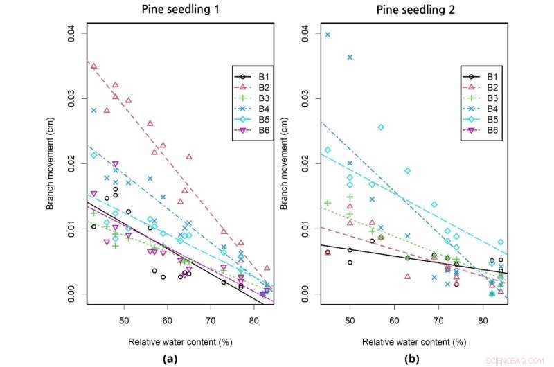 Nighttime Drooping in Tree Branches: The Role of Water Content