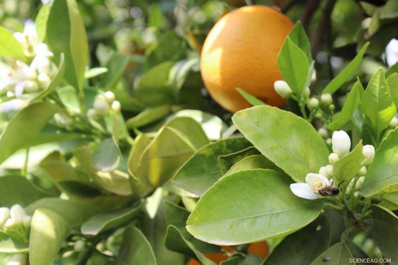 Digital Innovation for Fruit Crop Health & Flower Industry Diversification