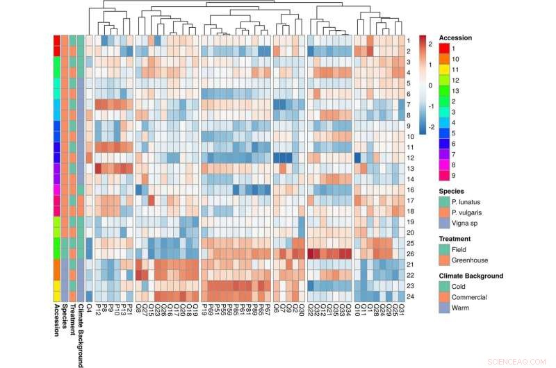 Climate Change Impacts on Legume Crops: Kidney Beans, Green Beans & Bean Sprouts