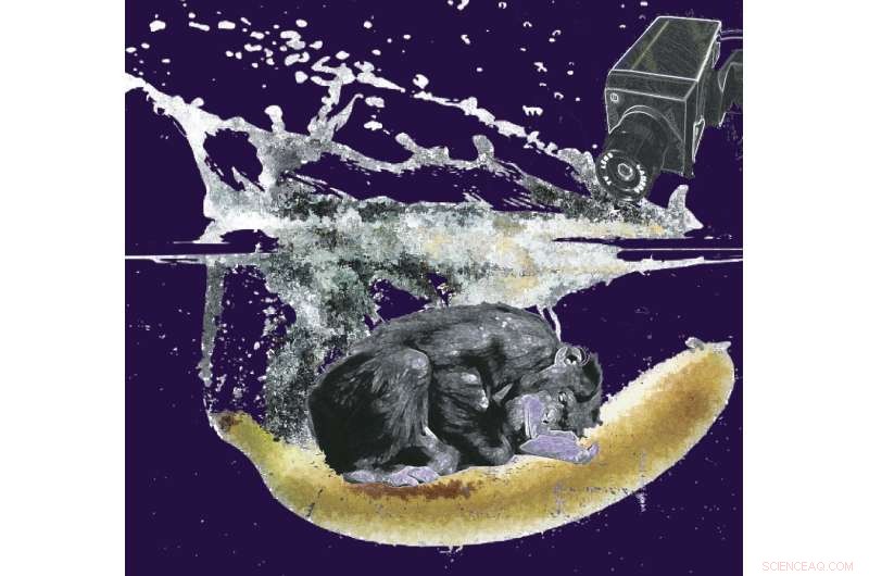 Chimpanzees Exhibit Nocturnal Penile Tumescence - First Observed in Primates