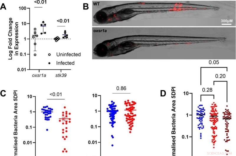 OXSR1 s Role in *M. marinum* Infection: New Research in Zebrafish