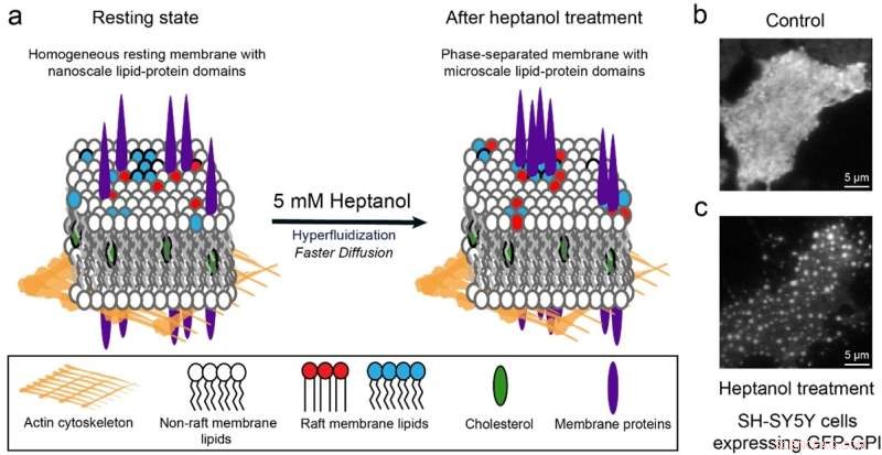Investigating Protein Phase Preference on Cell Membranes: A Novel Method