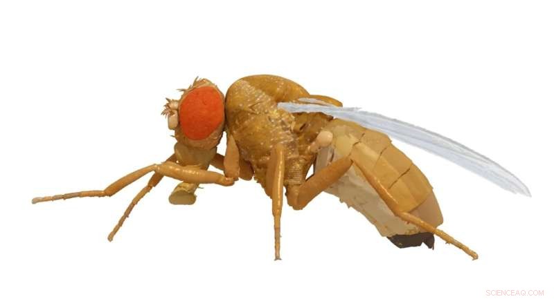 NeuroMechFly: A Realistic Digital Twin of the Fruit Fly