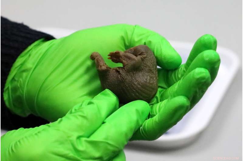 Ancient Platypus & Echidna Specimens Confirm Mammalian Egg-Laying – University of Cambridge