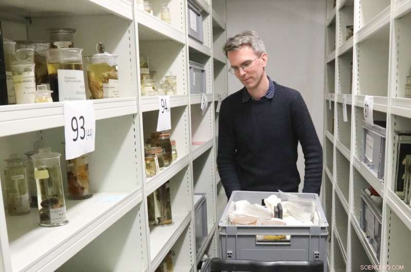 Ancient Platypus & Echidna Specimens Confirm Mammalian Egg-Laying – University of Cambridge