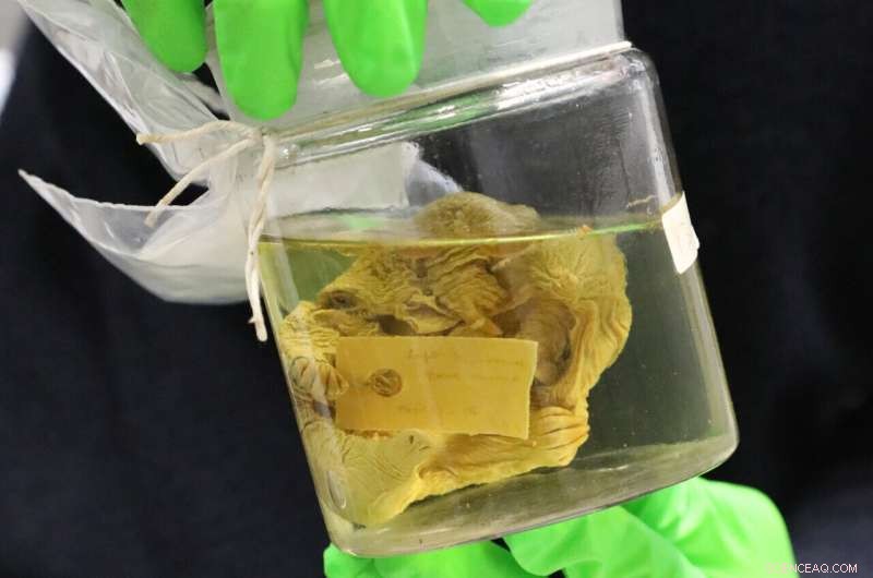 Ancient Platypus & Echidna Specimens Confirm Mammalian Egg-Laying – University of Cambridge