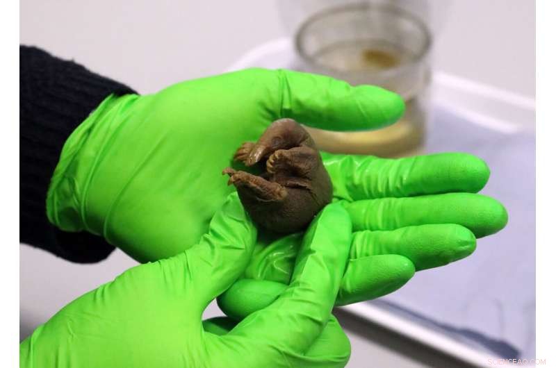 Ancient Platypus & Echidna Specimens Confirm Mammalian Egg-Laying – University of Cambridge