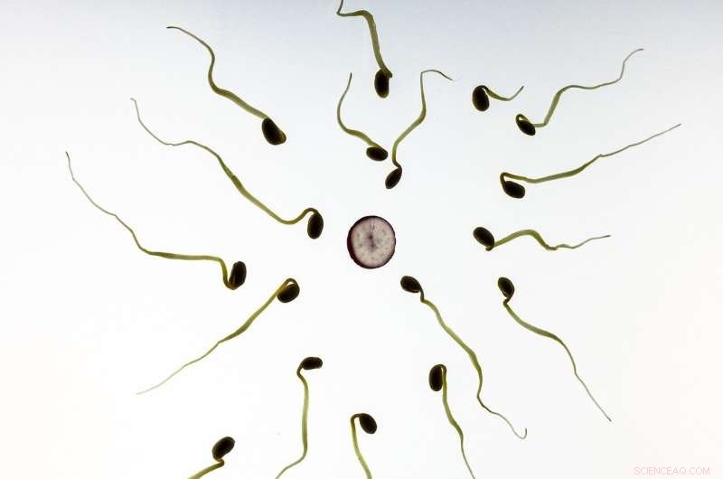 3D Genome Structure in Male Germ Cells Drives Species Evolution | UAB & University of Kent