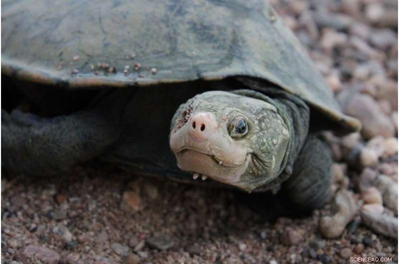 Irwin s Turtle Rediscovered After 25+ Years Using Environmental DNA