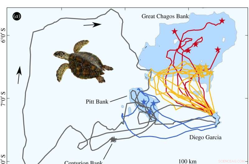 Hawksbill Turtle Navigation: Tracking Movements and Foraging Sites