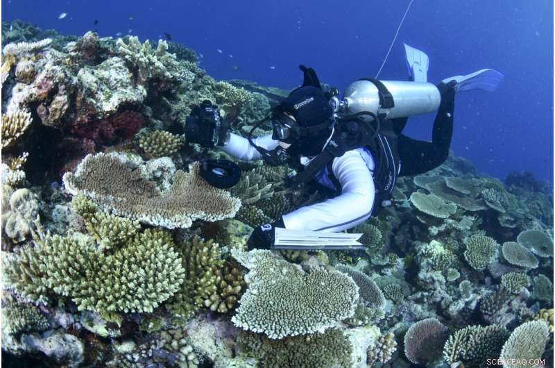 Great Barrier Reef Coral Bleaching: 90% Affected in 2022