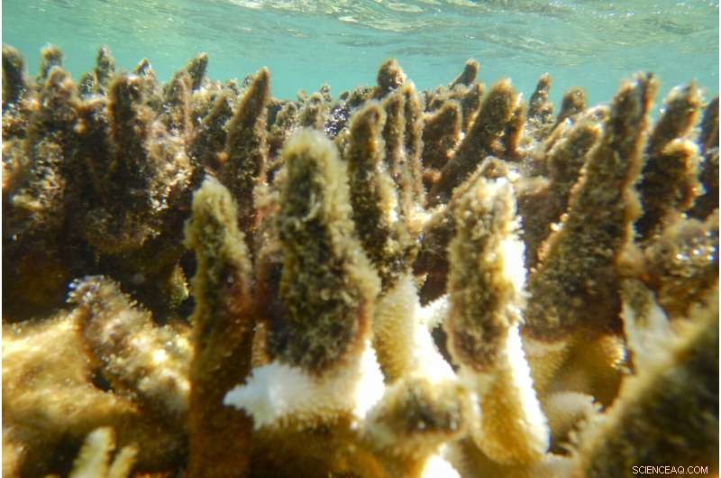Great Barrier Reef Coral Bleaching: 90% Affected in 2022