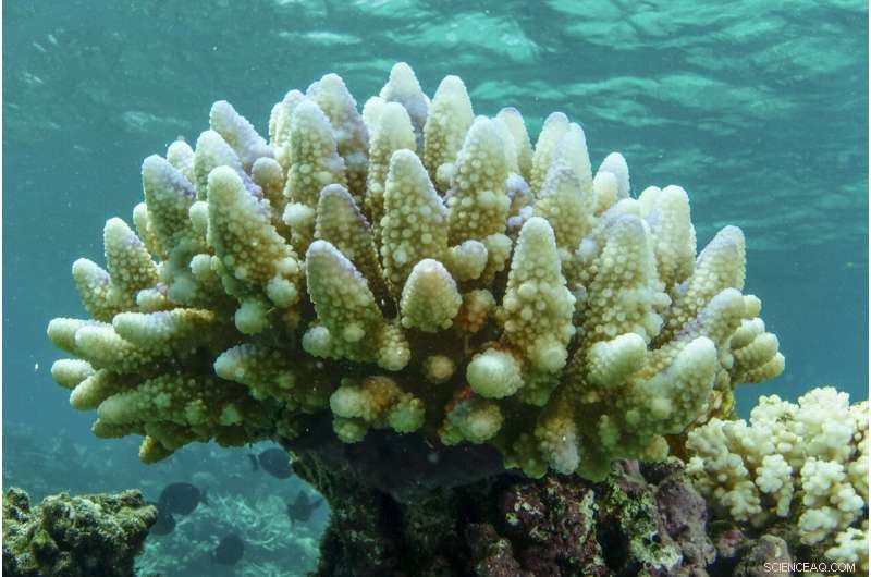 Great Barrier Reef Coral Bleaching: 90% Affected in 2022