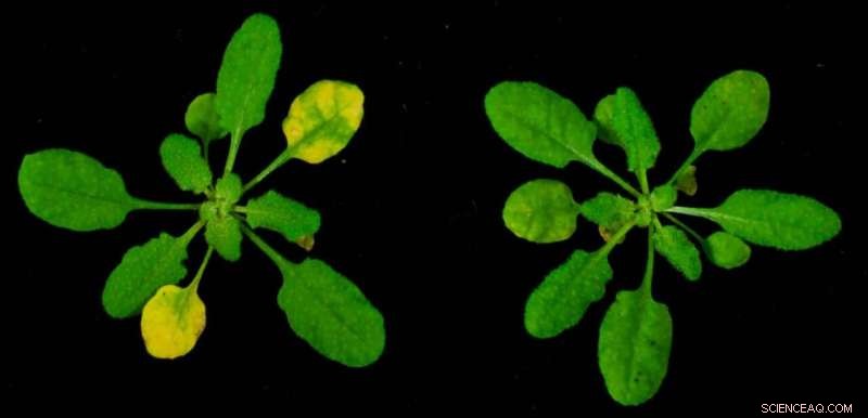 Gliding Bird Plant Protein: Potential for Enhanced Crop Resilience