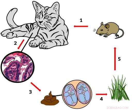 Toxoplasmosis: How Scientists Block Parasite Growth in Host Cells