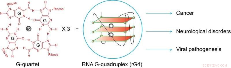 Novel Tool Explores RNA G-Quadruplexes for Therapeutic Development