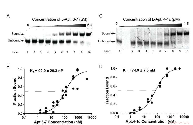 Novel Tool Explores RNA G-Quadruplexes for Therapeutic Development
