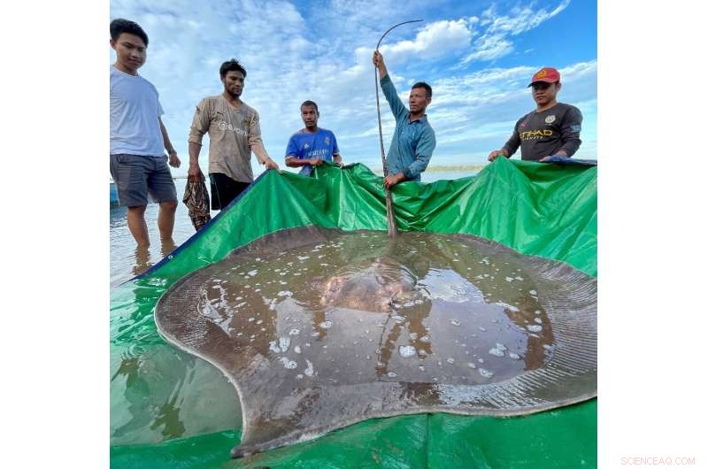 Rare Giant Stingray Caught in Cambodia – A Conservation Success Story