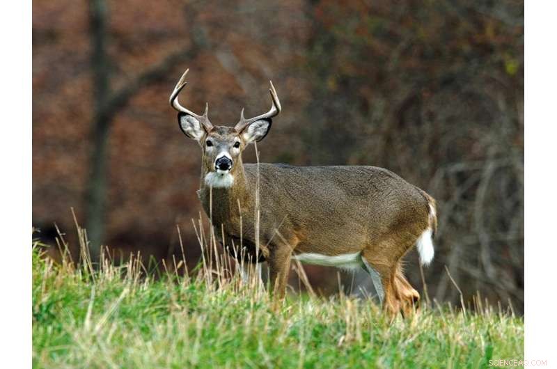 Deer Hunting Decline: Challenges for Wildlife Management