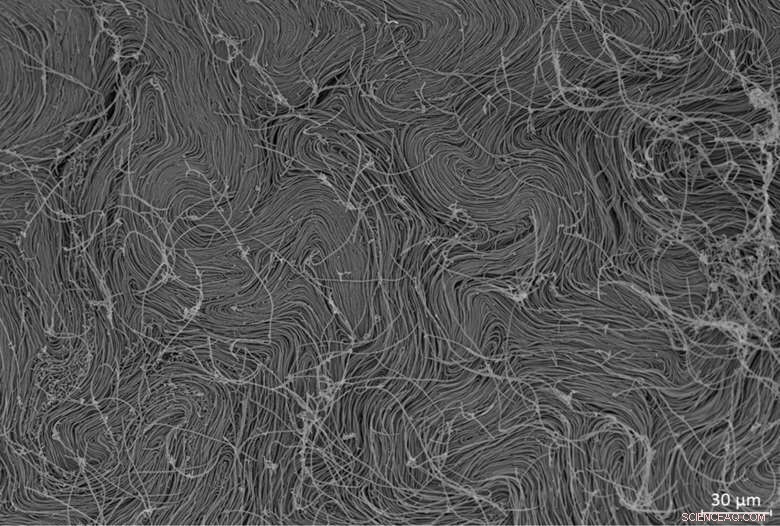 Lipase Enzyme: Exploring Varied Functionality and Microbial Shape Adaptation