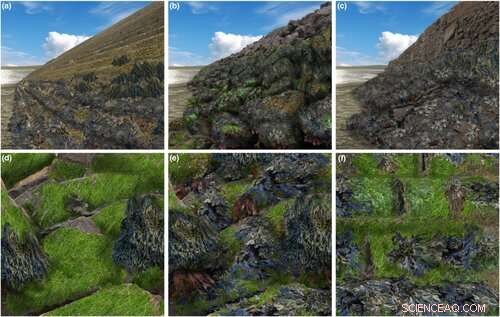 Coastal Biodiversity Boosts Well-being: Research Highlights the Benefits of Nature